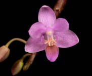 Phal. equestris